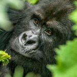Mgahinga-Gorilla-National-Park-750x450