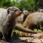 Mongoose-Filming-In-Queen-Elizabeth-National-Park