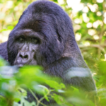 How long does gorilla trekking take in Bwindi, Volcanoes and Virunga National Parks?