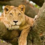 4 Days Queen Elizabeth Wildlife and Chimpanzee Trekking  