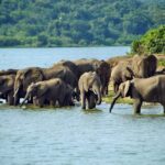 Queen Elizabeth National Park