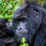 Are Gorillas Dangerous?