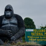 Best time to visit Volcanoes National Park Rwanda