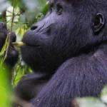 buhoma-gorillas-1