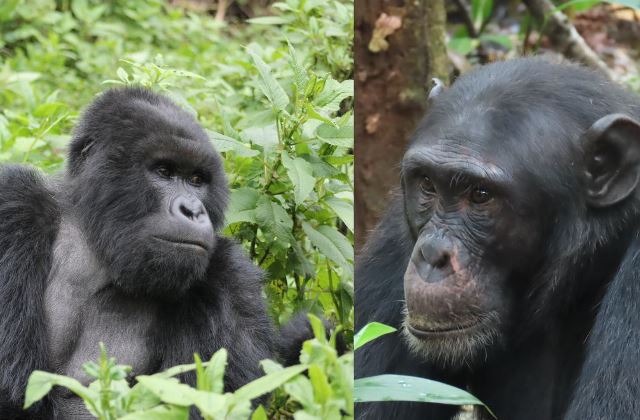 Differences between Mountain Gorillas and Chimpanzees