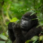 3 Days Uganda Gorilla Trekking