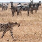 Kidepo Valley National Park