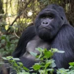 mgahinga-gorillas-712x450
