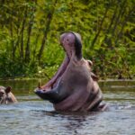 murchison-falls-uganda-boat-views