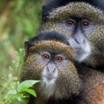 rwanda-volcanoes-golden-monkey-shutterstock (1)