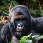 Luxury gorilla trekking safari in Uganda and Rwanda