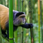 volcanoes-golden-monkeys