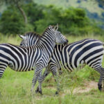 1-Day-Akagera-National-Park-Safari (1)