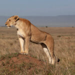 10-Day-Kenya-Game-and-Uganda-Primates (1)