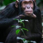 2-Days-Kibale-Chimpanzee-Tracking-safari