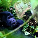 2-Days-budget-Uganda-gorilla-safari-from-Kigali-1200x675
