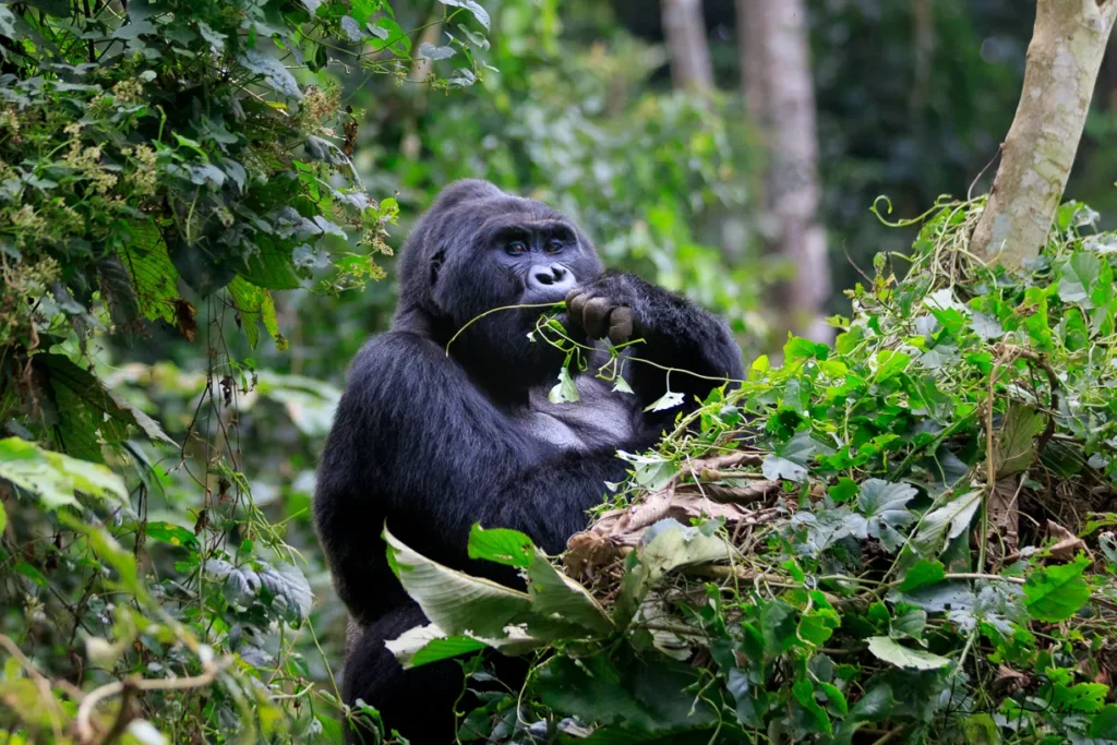 Gorilla families in Buhoma sector uganda