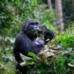 Gorilla families in Buhoma sector