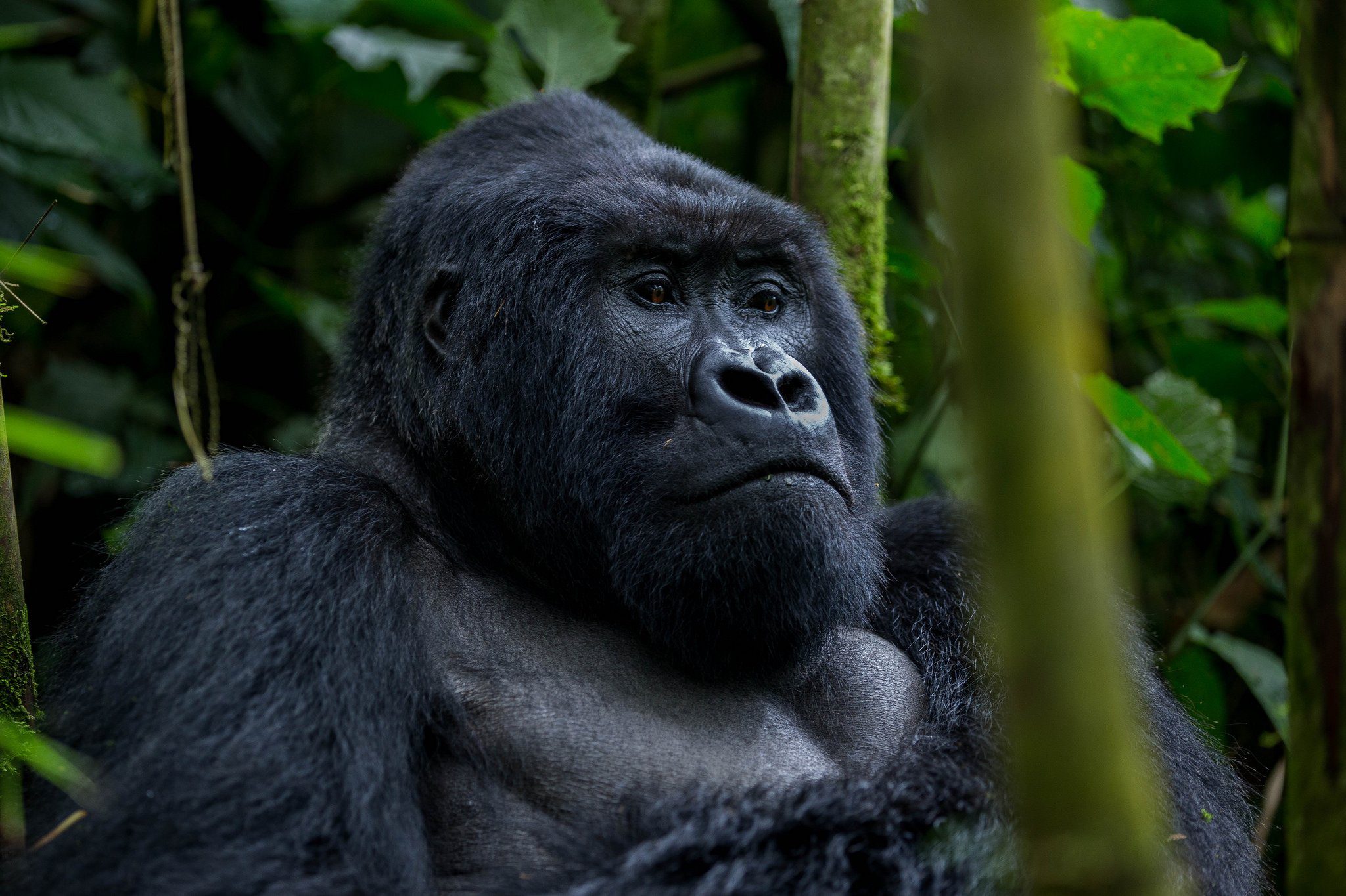 Gorilla trekking Uganda