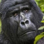 3-Days-Gorilla-Trekking-Ruhija-1-750x450
