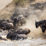 3 days Serengeti