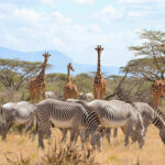 3-days-samburu-national-reserve-private-safari1
