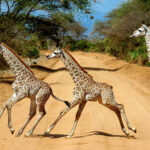 Junge Giraffen galoppieren über eine Straße im Tsavo-Ost-Nationalpark in Kenia