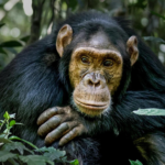 3 days uganda chimpanzee trekking