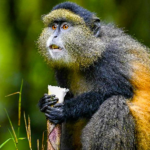 3 days uganda golden monkey trekking