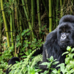 3 days uganda gorilla trekking