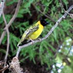 lesser masked weaver