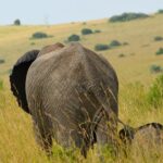4-Days-Masai-Mara-and-Lake-Nakuru-Wildlife-Safari