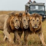 4-Days-Serengeti-Wildlife-Safari-750x450