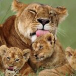 4-Days-Tanzania-Wildlife-Tour-800x450
