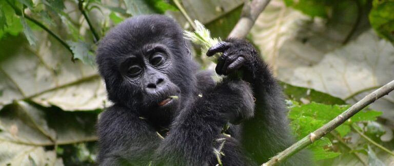 Uganda-Double-Gorilla-Trekking-Safari-From-Kigali