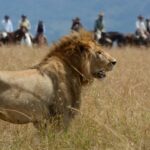 6-Days-5-Night-Amboseli-Lake-Nakuru-Masai-Mara-Luxury-Safari-Package