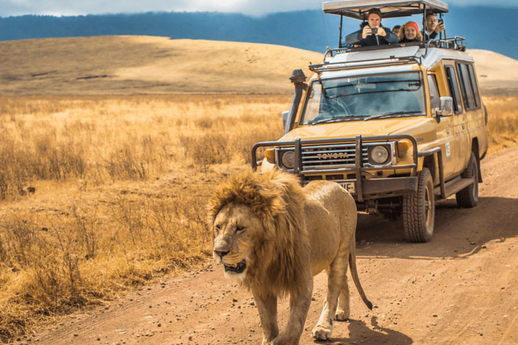 tourists in Tanzania with lion