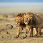 8-Facts-about-Masai-Mara-National-Reserve-e1576142234346-750x450-1