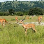 Akagera-National-Park-Rwanda
