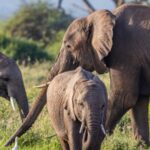 Amboseli-Wildlife-safaris (1)