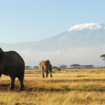 Africa