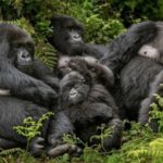 Buhoma Sector in Bwindi impenetrable forest national park