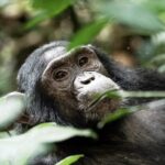 5 Days Queen Elizabeth National Park