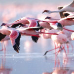 Flamingos-in-Lake-Nakuru-National-Parksss