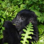 Gorilla-Tracking-Tours-uganda-and-Rwanda-960x1149