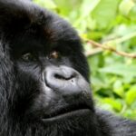 Gorilla-Virunga-1500x450