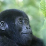Gorilla-habituation-and-chimpanzee-habituation