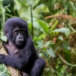 Juvenile-of-oruzugo-gorilla-family