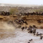 Masai-Mara-wildlife-reserve-1200x675 (3)