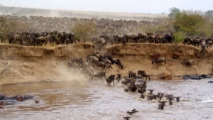 16 Days Best of East Africa Safari 2 Masai-Mara-wildlife-reserve wildbeast